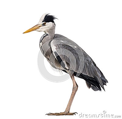 Side view of a Grey Heron standing, Ardea cinerea Stock Photo