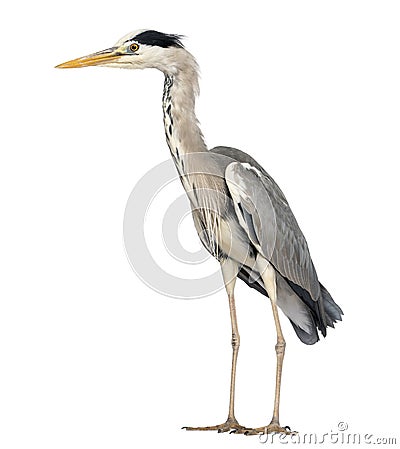 Side view of an Grey Heron standing, Ardea Cinerea Stock Photo