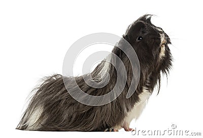 Side view of a Guinea Pig - Cavia porcellus Stock Photo