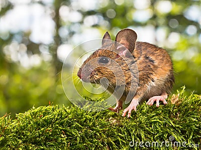 Side View of the Head of a Field Mouse (Apodemus sylvaticus) Stock Photo