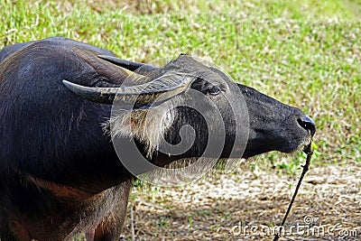 Side view of the head of a carabao. Stock Photo