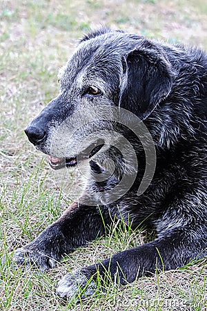 The side view of the head of a very senior dog looking away Stock Photo