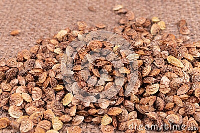 Side view on a heap of brown scratchy textured dry seeds Stock Photo