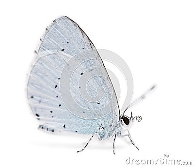 Side view of a Holly Blue landed on the ground Stock Photo