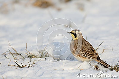 Side view of a Horned Lark standing on snow Stock Photo