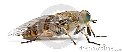 Side view of a Horsefly, Tabanus, isolated Stock Photo