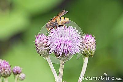 Close up of a hoverfly on a plume thistle flower Stock Photo