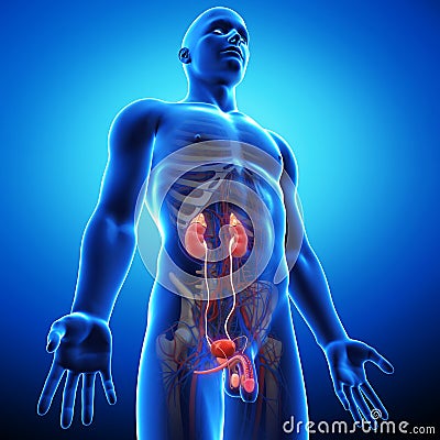 Side view of human urinary system Cartoon Illustration