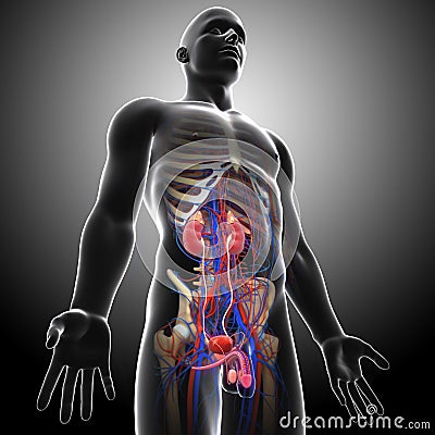 Side view of human urinary system in gray x-ray Cartoon Illustration