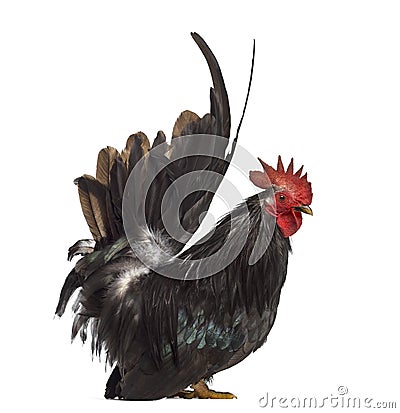 Side view of a Japanese bantam, Chabo isoleted on white Stock Photo