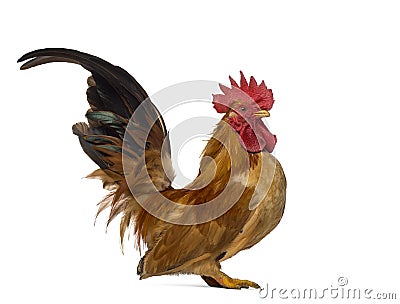 Side view of a Japanese bantam, Chabo isoleted on white Stock Photo