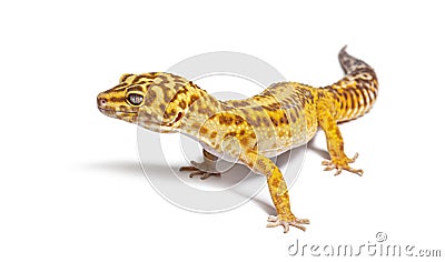Side view of Leopard gecko, Eublepharis macularius, isolated on white Stock Photo