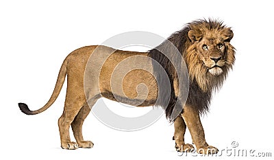 Side view of a Lion standing, looking at the camera Stock Photo