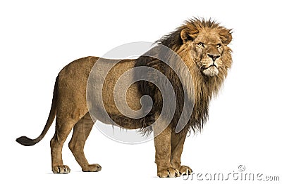 Side view of a Lion standing, Panthera Leo, 10 years old Stock Photo