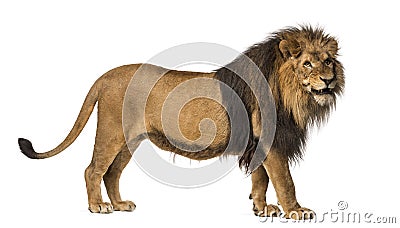 Side view of a Lion standing, roaring, Panthera Leo Stock Photo