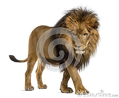 Side view of a Lion walking, looking down, Panthera Leo, 10 years old Stock Photo