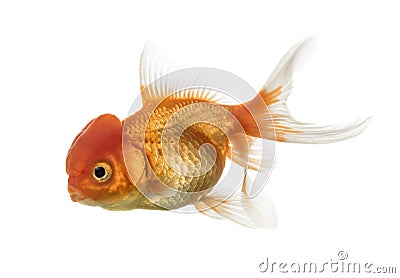 Side view of a Lion's head goldfish isolated on white Stock Photo