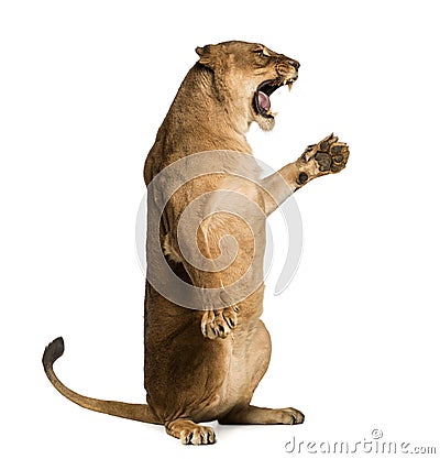 Side view of a Lioness roaring Stock Photo