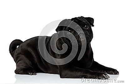 Side view of a lovely black pug looking upwards Stock Photo