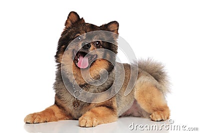 Side view of lying brown pomeranian panting and looking up Stock Photo