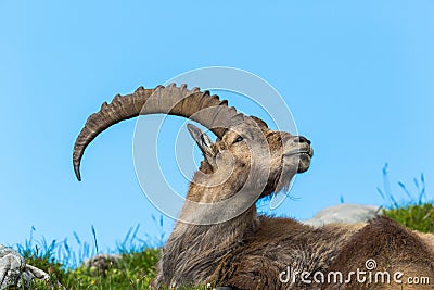 Side view lying natural male alpine ibex capricorn, blue sky, me Stock Photo