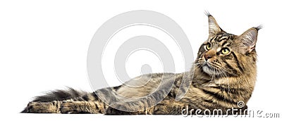 Side view of a Maine Coon lying down, isolated Stock Photo