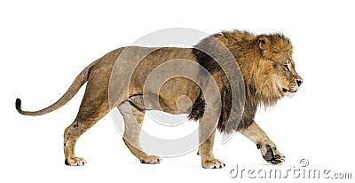 Side view of a male adult lion walking away, isolated on white Stock Photo