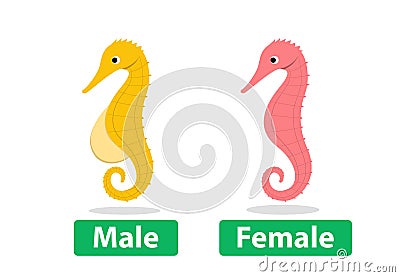 Side view, Male and Female seahorse vector cartoon Vector Illustration