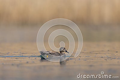 Side view male gadwall duck anas strepera swimming, reed, water Stock Photo