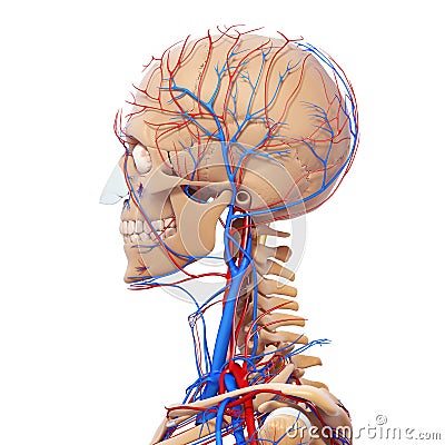 Side View Of Male Head Circulatory System Royalty Free Stock