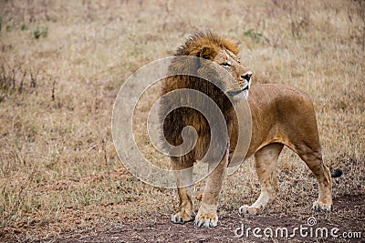 Side view of a male lion watching prey in the Ngorongoro national park (Tanzania) Stock Photo