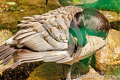 view of a marbled duck standing on stones Stock Photo