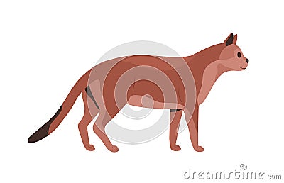 Side view of mature cat. Feline animal standing and looking forward. Profile of adult well-fed puss with tail down Vector Illustration
