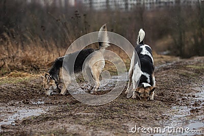 Dogs digging a hole at dirty contryroad Stock Photo