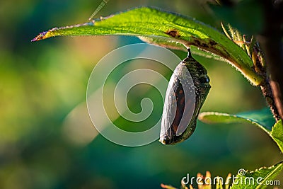 Side view of a Monarch Butterfly (Danaus plexippus) chrysalis just before opening Stock Photo