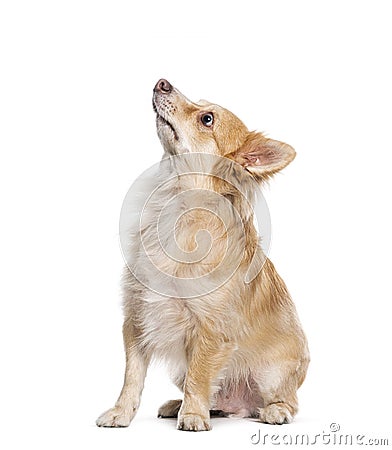 side view of a Mongrel, Bastard dog cross looking up, isolated on white Stock Photo