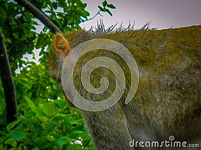 Side view of monkey having hairs all over Stock Photo