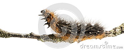 Side view of a Moth caterpillar on a branch, isolated Stock Photo