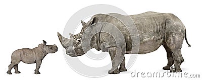 Side view of Mother and baby White Rhinoceros Stock Photo