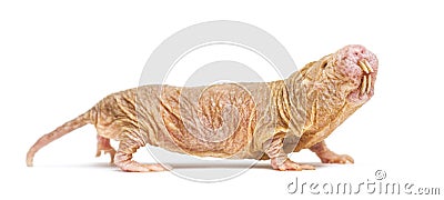Side view of a Naked Mole-rat, hairless rat, isolated on wihte Stock Photo