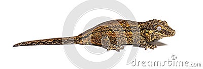 Side view of a New Caledonia bumpy gecko, Rhacodactylus auriculatus Stock Photo