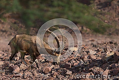 Side view of a Nubian ibex capra - rare mammal found in Israel wadi desert areas Stock Photo