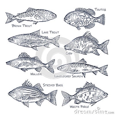 Side view on ocean and sea, river fish sketch Vector Illustration