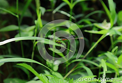 Side view of an Orange-tailed marsh dart damselfly Stock Photo