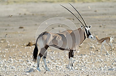 Side view of oryx gemsbok, Etosha Stock Photo