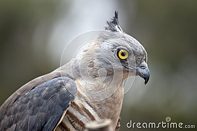 This is a side view of a pacific baza Stock Photo