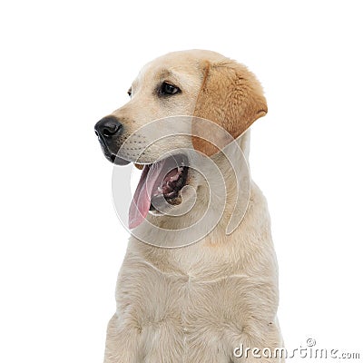 Side view of a panting labrador retriever`s head Stock Photo