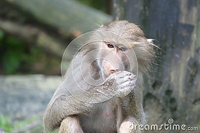 A young juvenile Hamadryas Baboon munching eating some food held in its hand Stock Photo