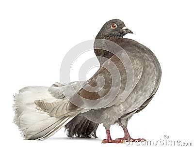 Side view of a Pigeon standing Stock Photo