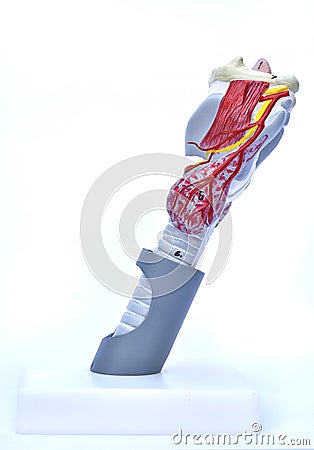 Larynx model Stock Photo